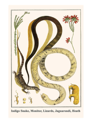 Manufacturers Exporters and Wholesale Suppliers of Monitor Lizard Snakes Delhi 